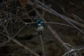 Cerulean kingfisher perched on a tree branch Royalty Free Stock Photo